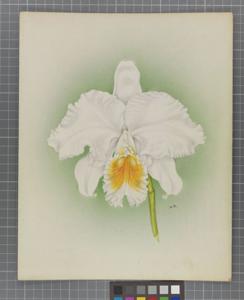 Cattleya Cowaniae