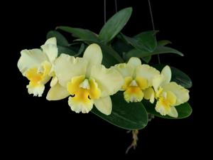 Rhyncholaeliocattleya Moonlight-walkeriana