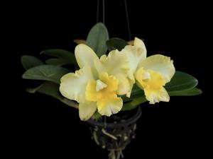 Rhyncholaeliocattleya Moonlight-walkeriana