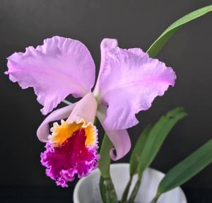 Cattleya Adela (1898)