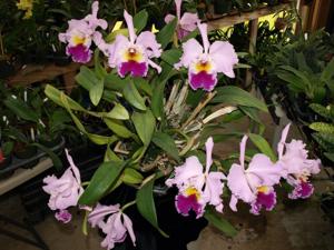 Rhyncholaeliocattleya Cliftonii