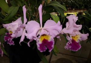 Rhyncholaeliocattleya Cliftonii