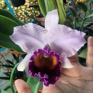 Cattleya Dinard