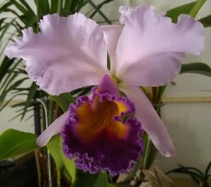 Cattleya Dinard