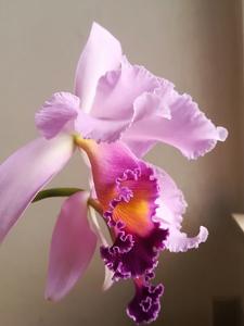 Cattleya Dinard