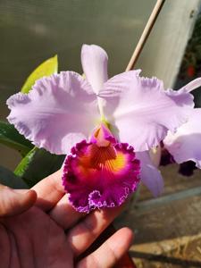 Cattleya Dinard