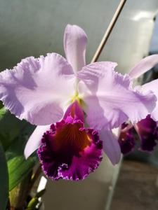 Cattleya Dinard