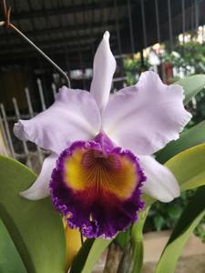 Cattleya Dinard