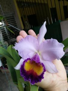 Cattleya Dinard