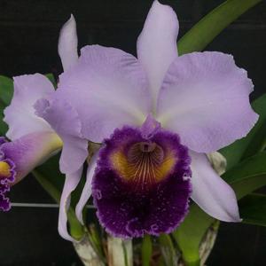 Cattleya Dinard