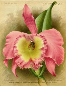 Rhyncholaeliocattleya Digbyano-mossiae