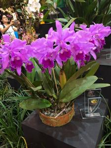 Cattleya Dupreana