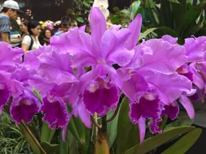 Cattleya Dupreana