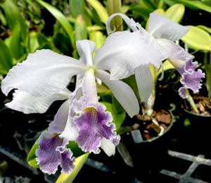 Cattleya Dupreana