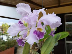 Cattleya Dupreana