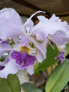 Cattleya Dupreana