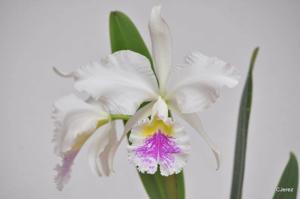 Cattleya Enid (1898)