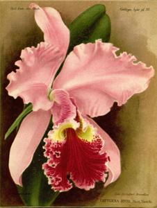 Cattleya Enid (1898)