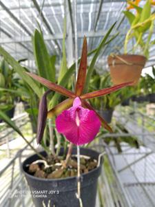 Brassocattleya Star Ruby