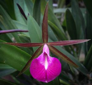 Brassocattleya Star Ruby