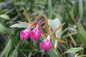 Brassocattleya Star Ruby