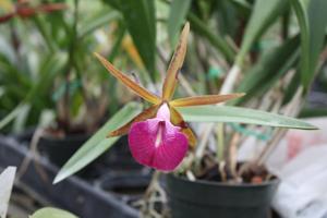 Brassocattleya Star Ruby