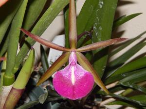 Brassocattleya Star Ruby