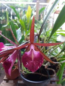 Brassocattleya Star Ruby