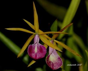 Brassocattleya Star Ruby