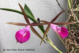 Brassocattleya Star Ruby