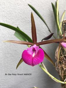 Brassocattleya Star Ruby