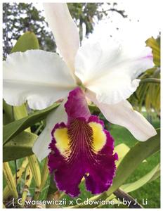 Cattleya Hardyana (1896)