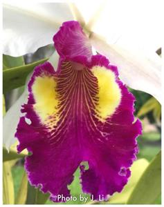 Cattleya Hardyana (1896)