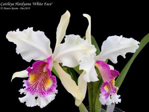 Cattleya Hardyana (1896)