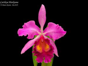 Cattleya Hardyana (1896)