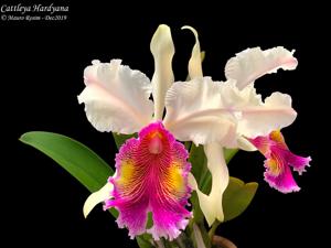 Cattleya Hardyana (1896)