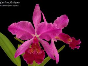 Cattleya Hardyana (1896)