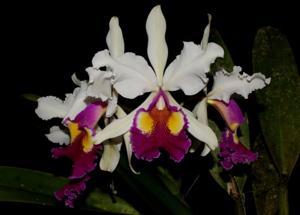 Cattleya Hardyana (1896)