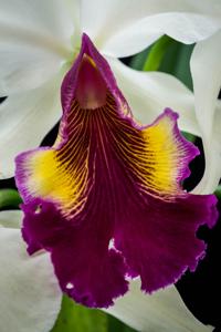 Cattleya Hardyana (1896)