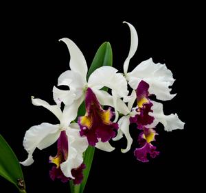 Cattleya Hardyana (1896)