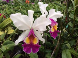 Cattleya Hardyana (1896)