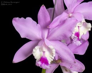 Cattleya Dubiosa (1890)