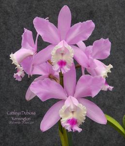 Cattleya Dubiosa (1890)