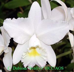 Cattleya Dubiosa (1890)