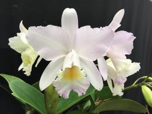 Cattleya Dubiosa (1890)