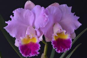 Cattleya Horace