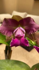 Cattleya Batalinii