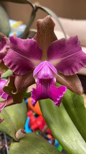 Cattleya Batalinii