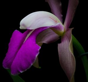 Cattleya Batalinii