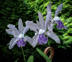 Cattleya Batalinii